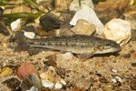 Gudgeon in the rocks