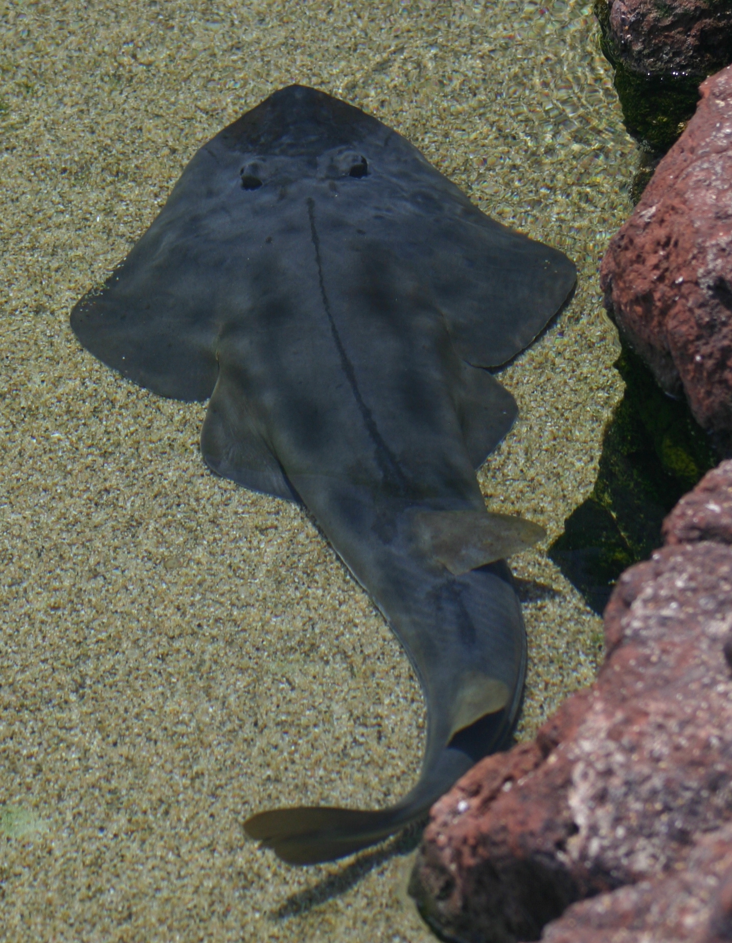 Guitarfish wallpaper