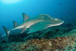 Guitarfish swims