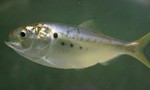 Gulf menhaden