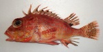 Gurnard 