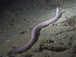 Hagfish