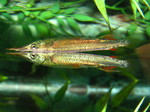 Halfbeak mirroring