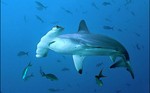 Hammerhead sharks deep in the ocean