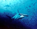 Hammerhead sharks underwater
