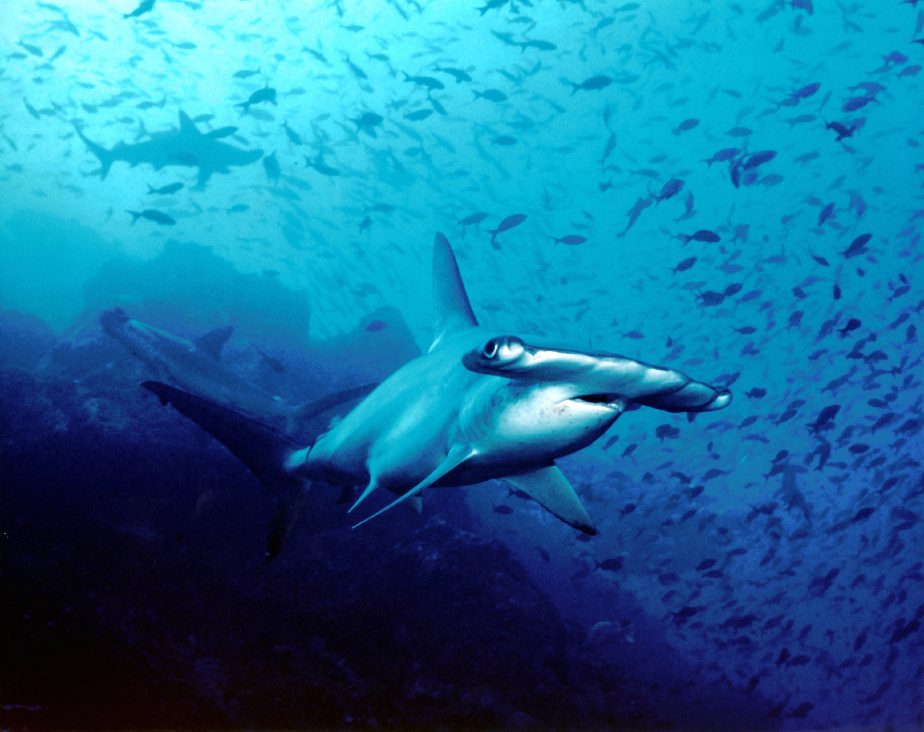 Акула-молот под водой фото