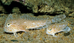 Handfish in the rocks