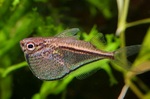 Hatchetfish in the grass