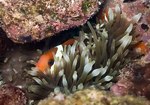 Hid Anemonefish