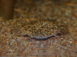 Hidding Sand dab