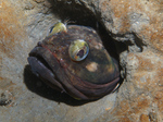 Hidding Sarcastic fringehead 