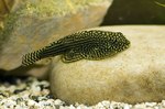 Hillstream loach in aquarium