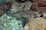 Horn shark in the rocks