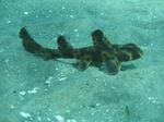 Horn shark in the sand