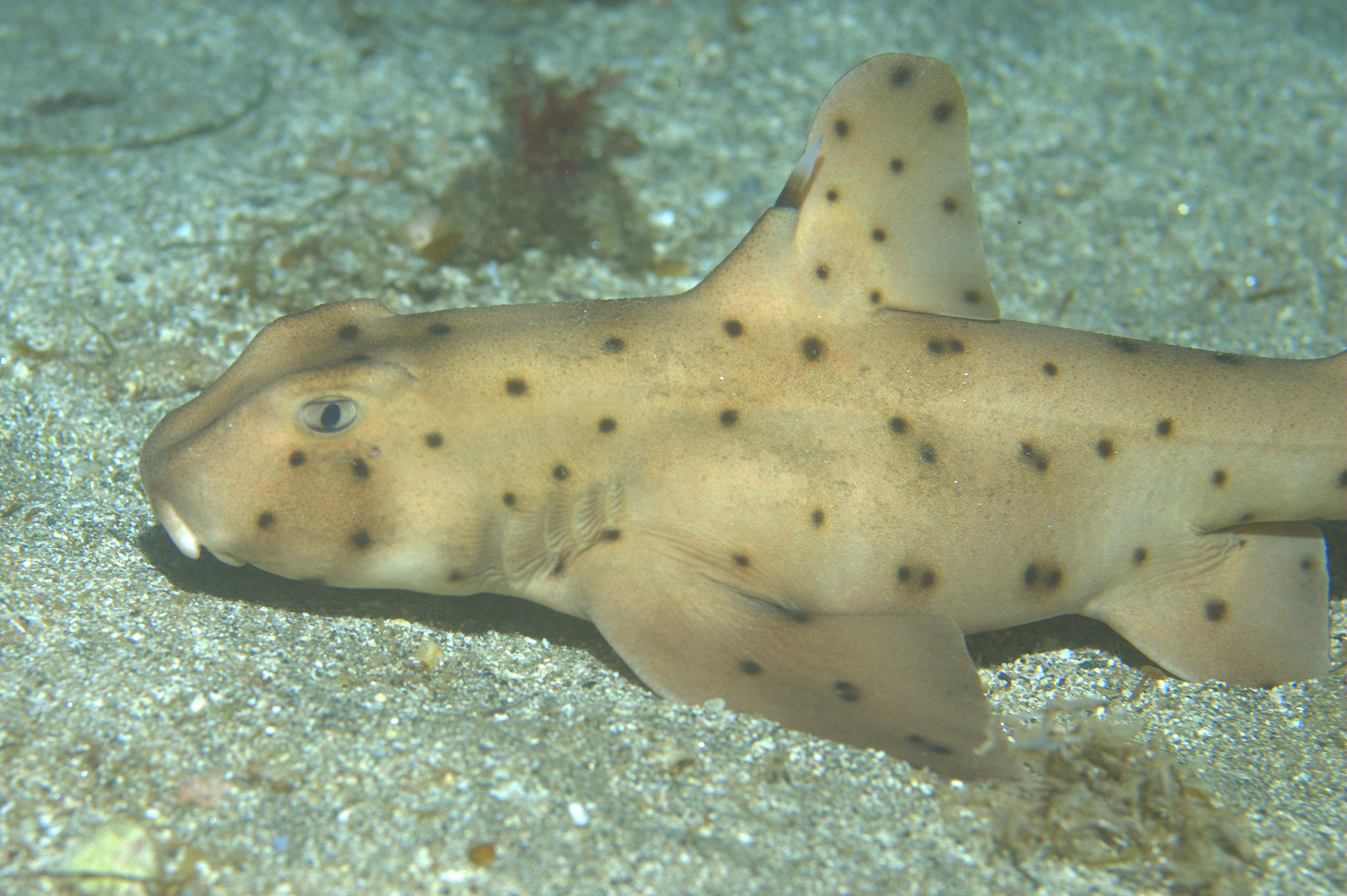 Horn shark wallpaper