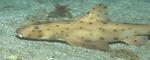 Horn shark