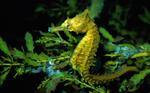 Horsefish in aquarium