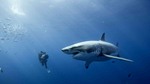 Hostile White shark