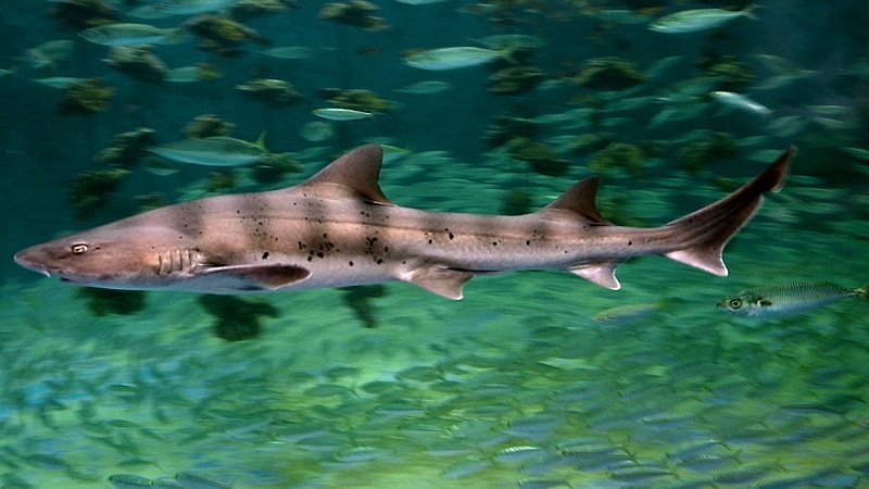 Кунья акула фото