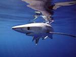 Interesting Thresher shark