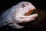 Interesting Wolf-eel