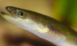 Japanese eel