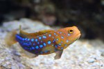 Jawfish in the rocks