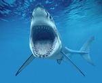 Jaws great white shark
