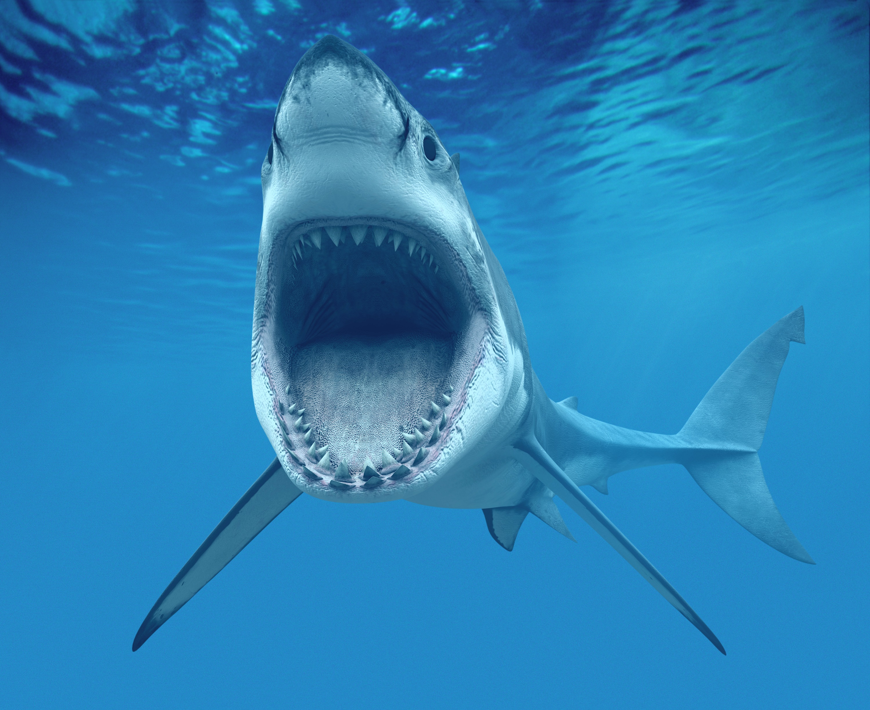 Jaws great white shark wallpaper