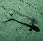 Jellynose fish