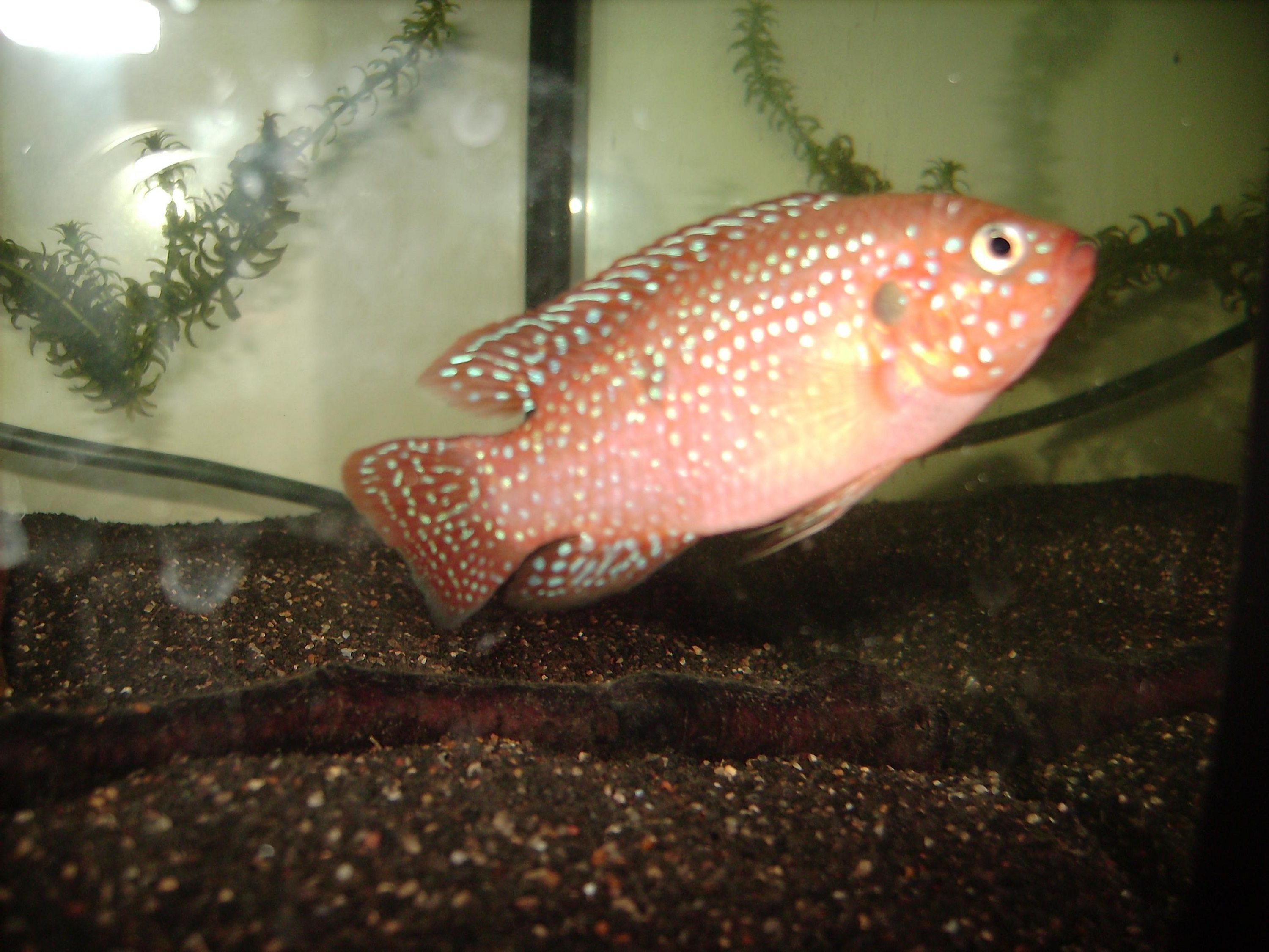 Рыбка жемчужная в аквариуме фото