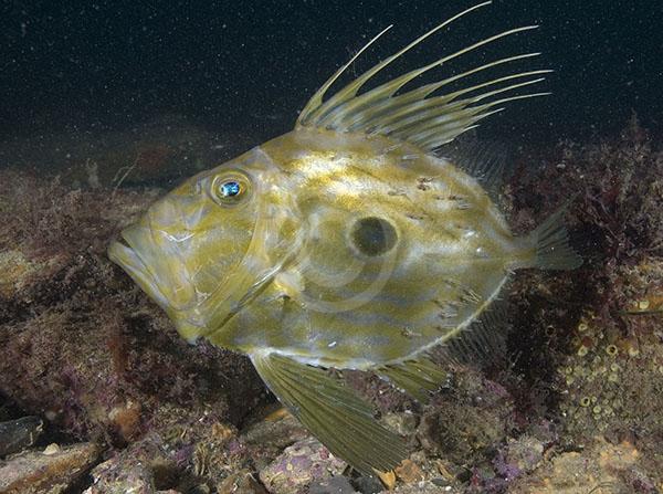 http://www.fishwallpapers.com/wallpapers/john-dory-in-the-rocks-pic.jpg