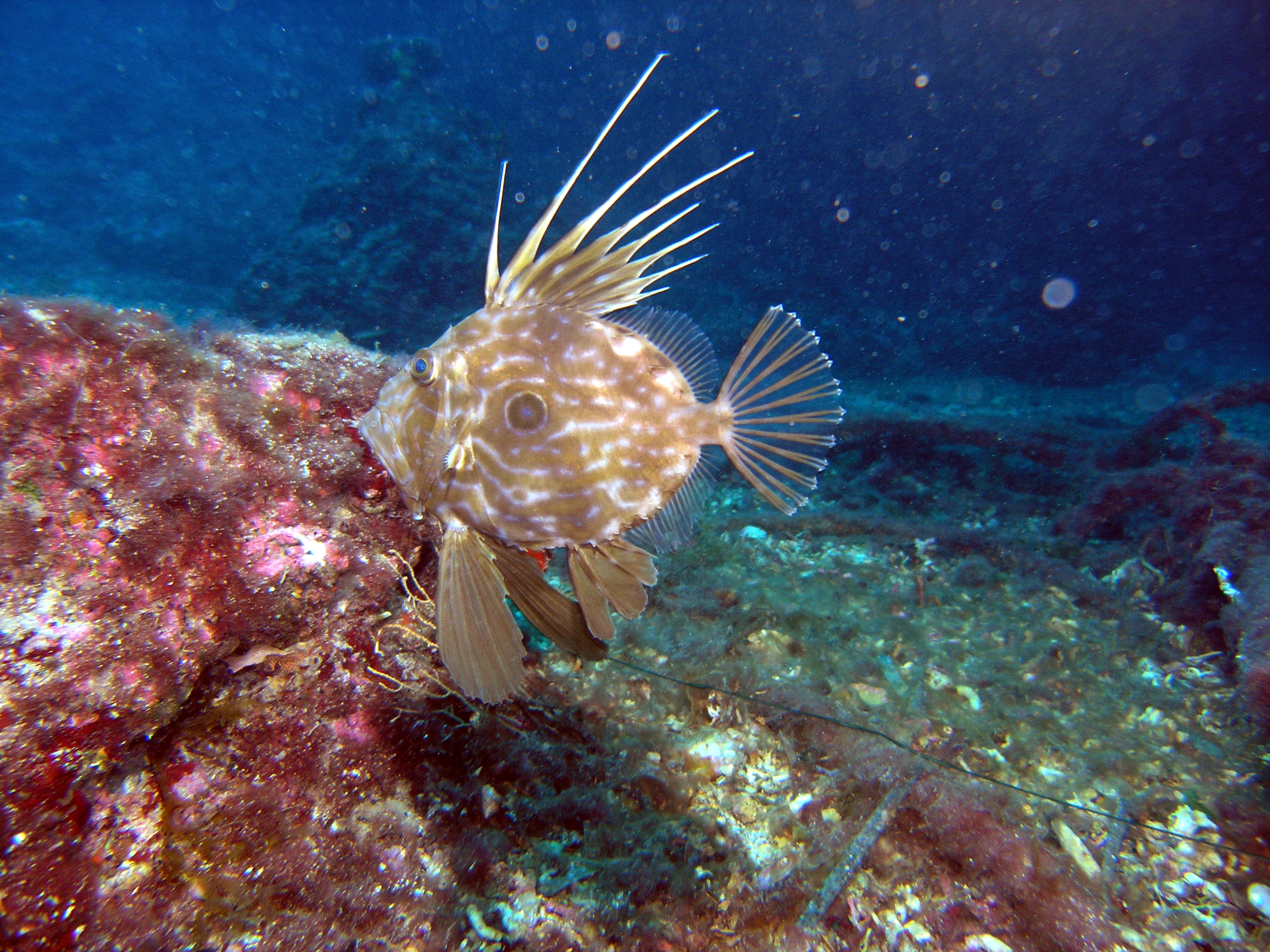 John Dory wallpaper