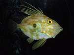 John Dory swims