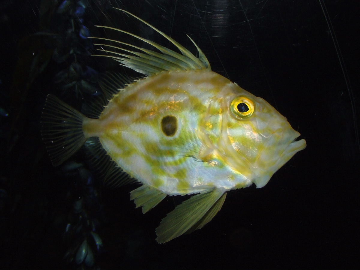 John Dory swims photo and wallpaper. Cute John Dory swims pictures