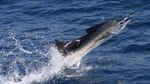 Jumping Sailfish