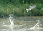 Jumping Silver carp