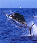 Jumping Swordfish