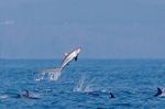 Jumping Thresher shark