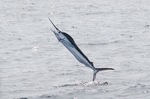 Jumping White marlin 