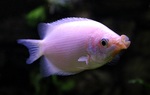 Kissing gourami swims