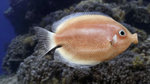 Kissing gourami in the rocks