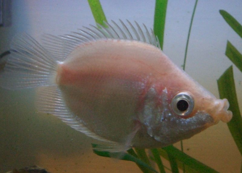 Kissing gourami wallpaper