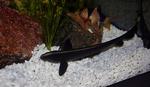 Knifefish