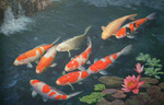 Koi fishes on the surface 