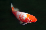 Koi