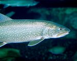 Lake trout in water