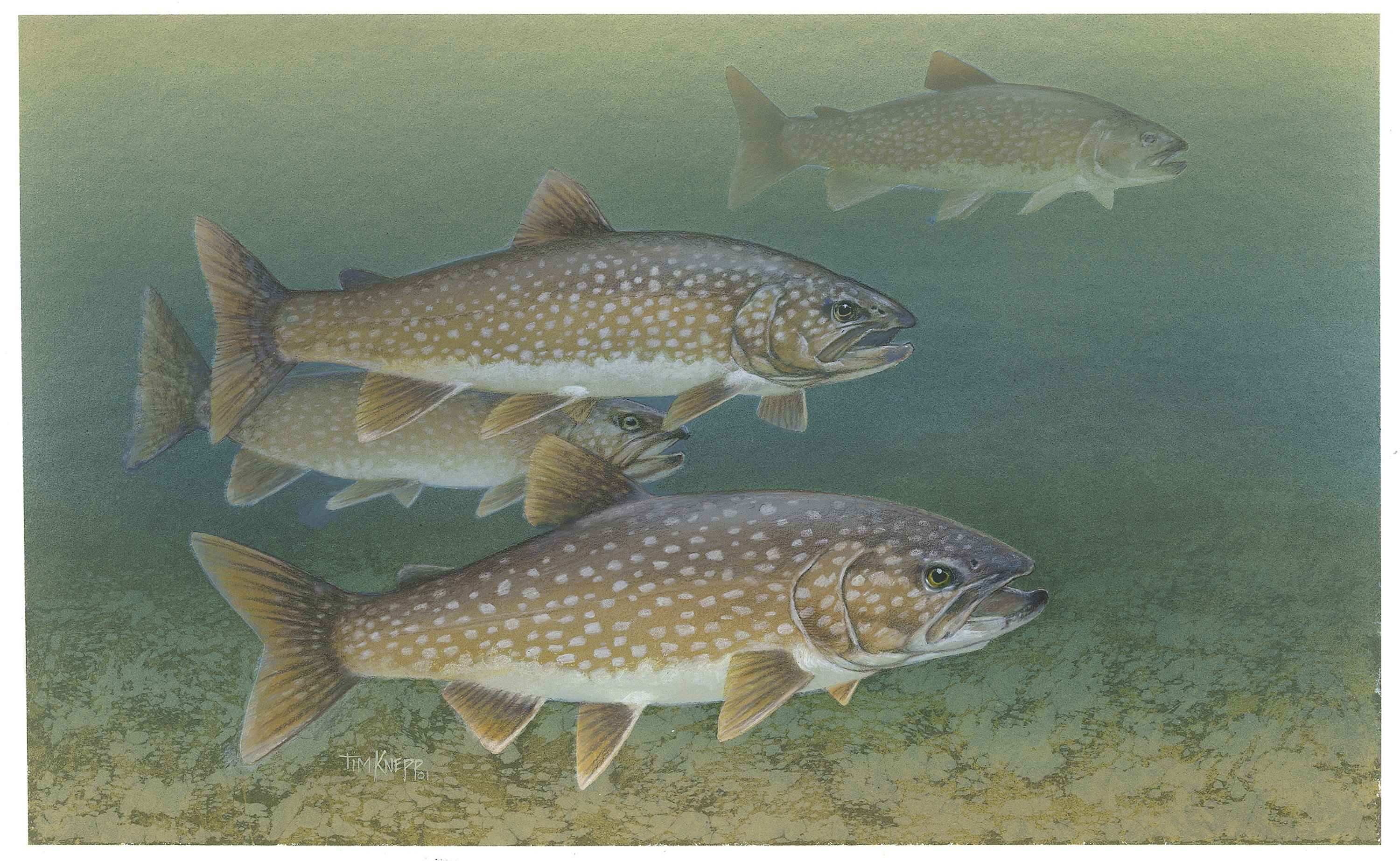 Lake trout wallpaper