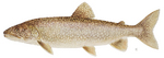 Lake trout