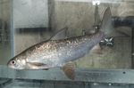 Lake whitefish in aquarium